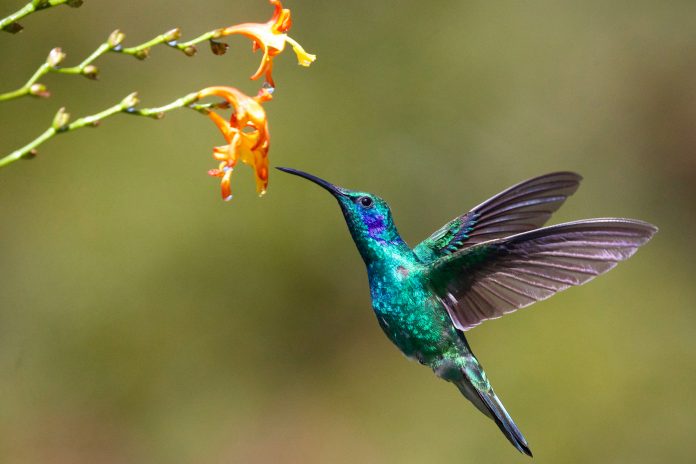 james-wainscoat-hjmED1qivmc-unsplash Hummingbird