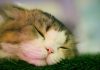 Guidewire report reveals UK pet insurance pain points