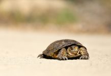 Why legacy surveillance tools are failing compliance teams Why legacy surveillance tools are failing compliance teams