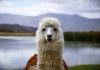EJF Ventures backs Lama AI’s $20m lending push Lama