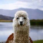 Lama