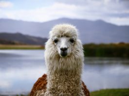 Lama