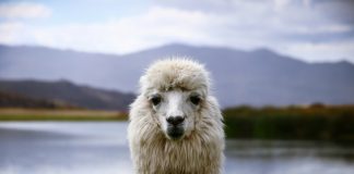 Lama
