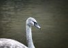 Gray Swan