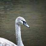 Gray Swan
