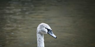 Gray Swan