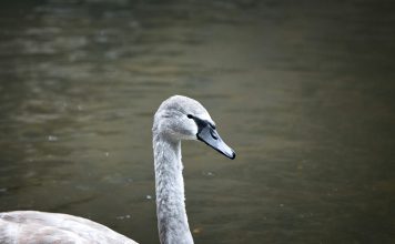 Gray Swan raises $40m to secure AI at the frontier Gray Swan