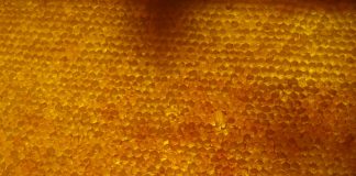 Digital insurer Honeycomb Insurance has raised an additional $40m in funding as it looks to expand its geographical footprint, enhance its underwriting technology and broaden its product offering.