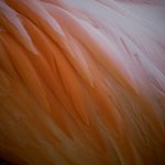 Feathery