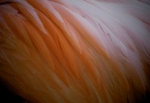 Feathery