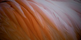 Feathery