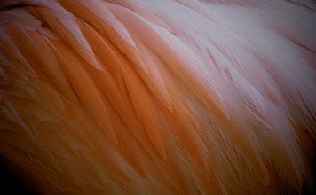Feathery