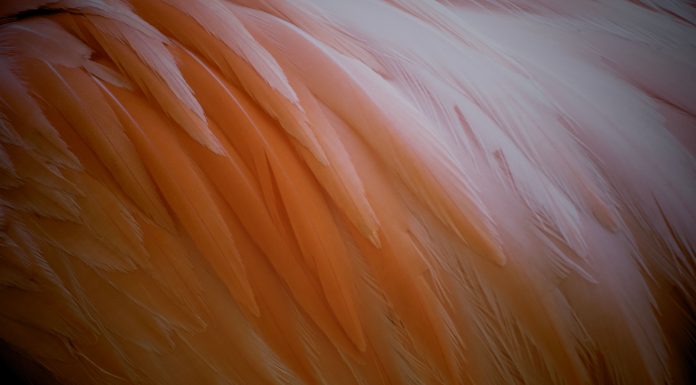 Feathery unlocks submission data to reveal why carriers lose Feathery