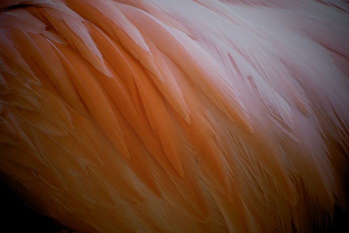 Feathery