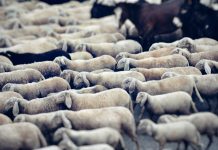 Admiral completes acquisition of connected fleet InsurTech Flock Admiral Group has completed its acquisition of connected fleet insurance provider Flock, bringing the InsurTech's AI-powered telematics platform into the insurer's commercial motor business.