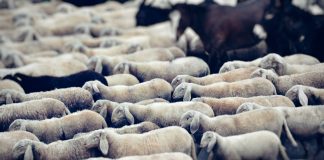 Admiral Group has completed its acquisition of connected fleet insurance provider Flock, bringing the InsurTech's AI-powered telematics platform into the insurer's commercial motor business.