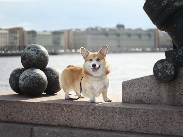 Corgi expands leveraged ETF range with 31 new funds