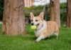 Corgi launches Golden to insure $600bn sports industry Corgi launches Golden to insure $600bn sports industry