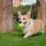 Corgi launches Golden to insure $600bn sports industry