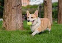 Corgi launches Golden to insure $600bn sports industry Corgi launches Golden to insure $600bn sports industry