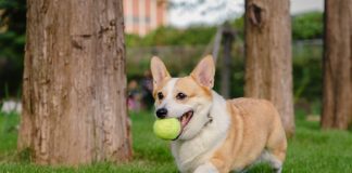 Corgi launches Golden to insure $600bn sports industry