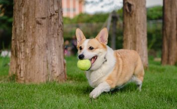 Corgi launches Golden to insure $600bn sports industry