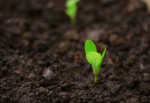 InSoil lands €120m Pollen Street facility for agri lending