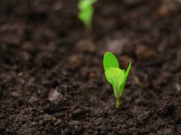 InSoil lands €120m Pollen Street facility for agri lending