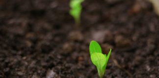 InSoil lands €120m Pollen Street facility for agri lending