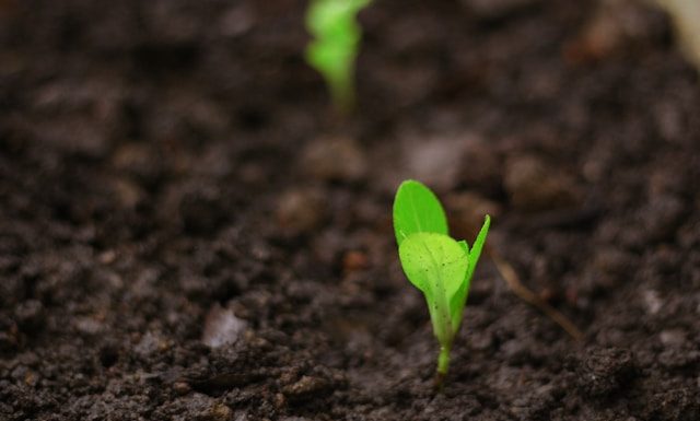 InSoil lands €120m Pollen Street facility for agri lending
