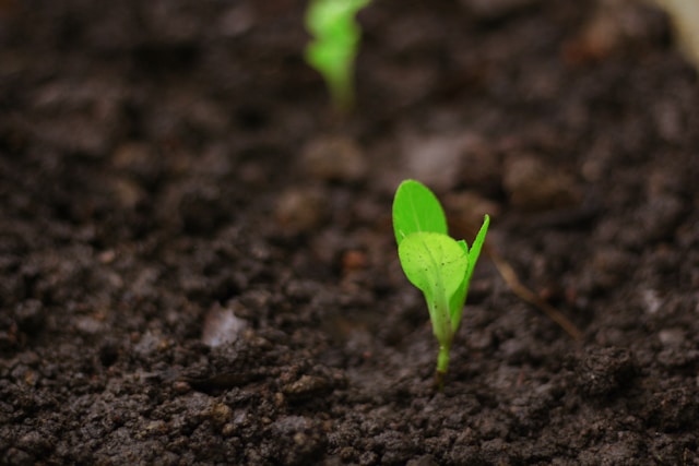 InSoil lands €120m Pollen Street facility for agri lending
