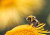 Chargebee and Twikey link billing with bank payments