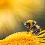 Chargebee and Twikey link billing with bank payments