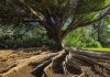 Root targets US growth with latest telematics launch
