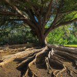 Root targets US growth with latest telematics launch
