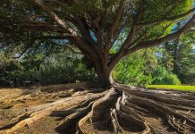 Root targets US growth with latest telematics launch Root targets US growth with latest telematics launch