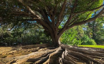 Root targets US growth with latest telematics launch