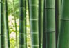 Bamboo Insurance unveils Essential homeowners cover Bamboo Insurance unveils Essential homeowners cover