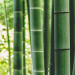 Bamboo Insurance unveils Essential homeowners cover