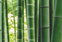 Bamboo Insurance unveils Essential homeowners cover