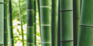 Bamboo Insurance unveils Essential homeowners cover