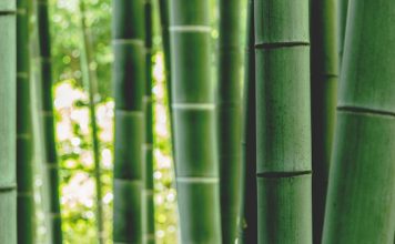 Bamboo Insurance unveils Essential homeowners cover