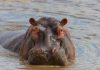 Hippo accelerates specialty insurance growth through Accelerant Hippo expands Accelerant partnership to surpass $2bn GWP target