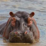 Hippo expands Accelerant partnership to surpass $2bn GWP target