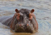 Hippo expands Accelerant partnership to surpass $2bn GWP target