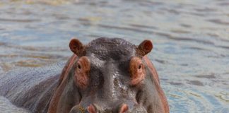 Hippo expands Accelerant partnership to surpass $2bn GWP target