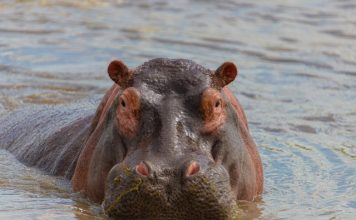 Hippo accelerates specialty insurance growth through Accelerant Hippo expands Accelerant partnership to surpass $2bn GWP target