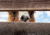 Alpaca