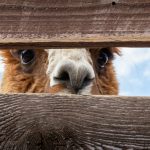 Alpaca