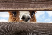 Alpaca